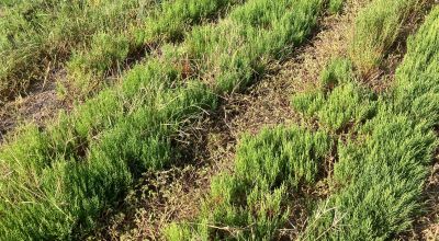 Salicornia